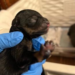 Aspen - Black and silver female Miniature Schnauzer puppy in Norman, Oklahoma from Priscilla's Miniature Schnauzers