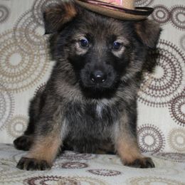 German Shepherd and Rhodesian Ridgeback Puppies from Sugar Paws Pets