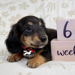 Dallas AKC: Black and Tan, Long Hair - Black and tan male Dachshund puppy in South Easton, Massachusetts from Depot Dachsies
