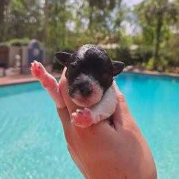 Dulce - Parti female Poodle puppy in Gainesville, Florida from Alyssa Xxweetdoodles