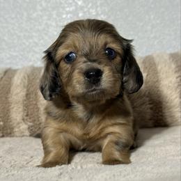 CoCo - Dapple female Dachshund puppy in Gold Canyon, Arizona from Silverking Kennels