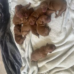 Girl 4 - Dark golden Golden Retriever puppy in Chandler, Arizona from Arizona Dream Goldens