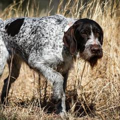 Amelia - German Wirehaired Pointer