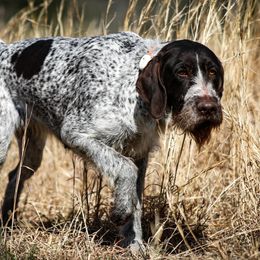 Amelia - German Wirehaired Pointer