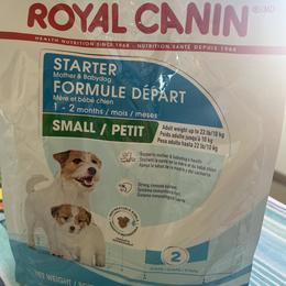 Poodle Puppies from ItalianToyPoodles