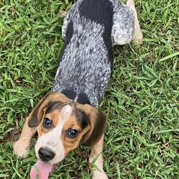 Beagles from Whiskey Willow Farms - Blue Tick Beagles