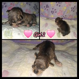 Angelica - Salt and pepper female Miniature Schnauzer puppy in Bloomington, California from Michael's Minis