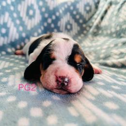 PG2 - Black tan and white female Basset Hound puppy in Britton, South Dakota from K&S Canines