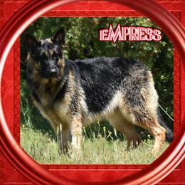 Empress - German Shepherd