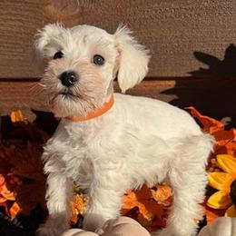 Brie - White female Miniature Schnauzer puppy in Ferndale, Washington from Blackhorse Schnauzers Washington state