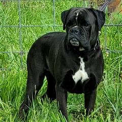 Mercury - Boxer