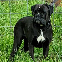 Mercury - Boxer