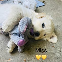 Miss Yellow - Light golden female Golden Retriever puppy in Carmichael, California from Sadie Lane Family Goldens