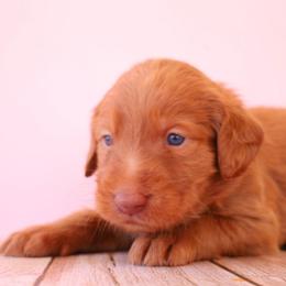 Girl 4 - Gold female Labradoodle puppy in Apache Junction, Arizona from Loving Doodle