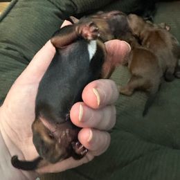 Lucy - Black and tan female Yorkshire Terrier puppy in Winder, Georgia from Empire Yorkies