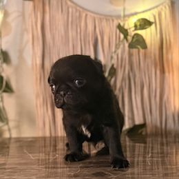 Rocky - Black male Pug puppy in Smiths Station, Alabama from Magnolia Pugs