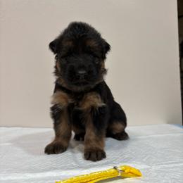 AKC Yellow Girl - Black and red female German Shepherd puppy in Bakersfield, California from Aguirre Farm