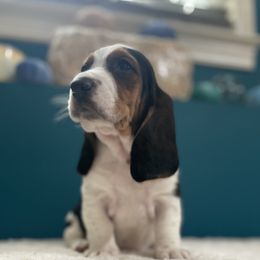 Luna - Black brown and white female Basset Hound puppy in Remington, Virginia from Lotus Rose Basset hounds