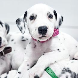 Roksha, LUA, full hearing - White and black female Dalmatian puppy in Gray, Georgia from Fuller Spots