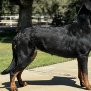 SERENA - Beauceron