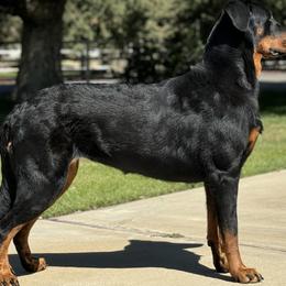 SERENA - Beauceron