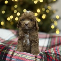 Piper - Caramel red male Australian Labradoodle puppy in Calhoun, Louisiana from Arrowhead Australian Labradoodles