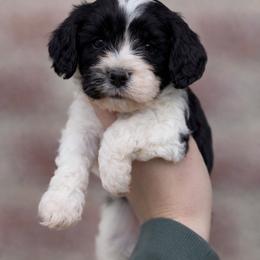Sophie( Yellow Collar) - Black and white female Cavapoo puppy in Sacramento, California from Lipscomb Doodles