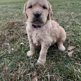 Purple - Golden male Golden Retriever puppy in Mount Carmel, Tennessee from HS Goldens