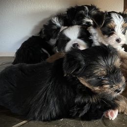 Miniature Australian Shepherd, Toy Australian Shepherd, and Yorkshire Terrier Puppies from Bullish R Ranch