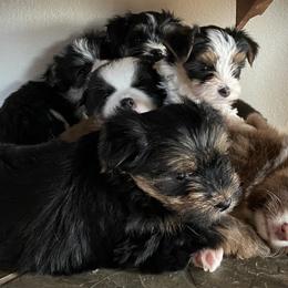 Miniature Australian Shepherd, Toy Australian Shepherd, and Yorkshire Terrier Puppies from Bullish R Ranch