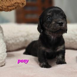 Posy - Brindle female Dachshund puppy in Nine Mile Falls, Washington from River Run Doxies