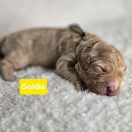 Goldie - Apricot female Goldendoodle puppy in Summerville, South Carolina from Channys Doodles