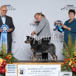 Australian Cattle Dogs and Australian Kelpies from Carben Copy
