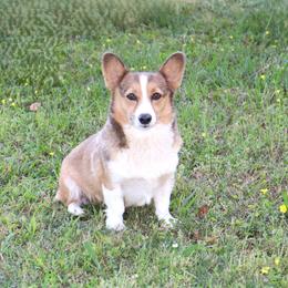 Callie - Pembroke Welsh Corgi