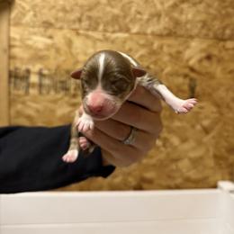 Ranger - Red tri-color male Australian Shepherd puppy in Springfield, Oregon from Shelter Cove Aussies
