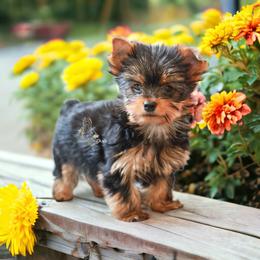 Yorkshire Terrier Puppies from Essence of Grace Yorkies