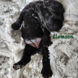 Clemson - Black female Goldendoodle puppy in St. George, South Carolina from Southern Hunters Mini Doodles