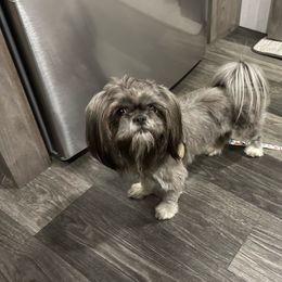 Story - Shih Tzu