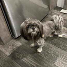 Story - Shih Tzu