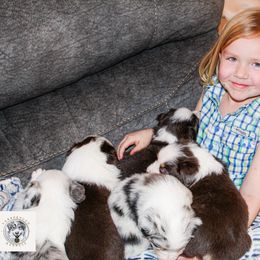 Miniature Australian Shepherd Puppies from Yarborough Kennels