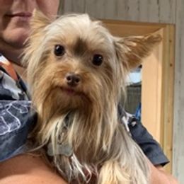 Yorkshire Terriers from Yorkies for Adoption