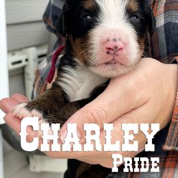 Bernese Mountain Dog Puppies from Faith and Family Farm