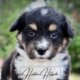 Black Tri fluff girl with tail - Black and tan female Pembroke Welsh Corgi puppy in Locust Grove, Oklahoma from Hidden Hillsides Corgis