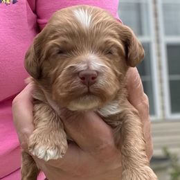 Haba - Red male Cockapoo puppy in Mocksville, North Carolina from Little Bear Doodles