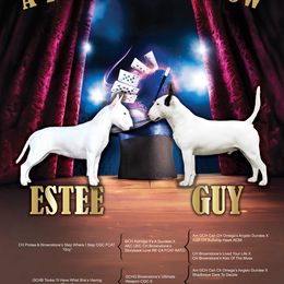 Miniature Bull Terrier puppies from Tonka Miniature Bull Terriers