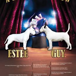 Miniature Bull Terrier puppies from Tonka Miniature Bull Terriers