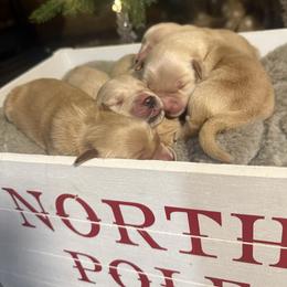 Boy 4 - Golden male Golden Retriever puppy in North Pole, Alaska from Mulberry Retrievers