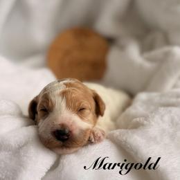 Girl 5 - Yellow and white female Bernedoodle puppy in Pottstown, Pennsylvania from Willow-Be Doodles