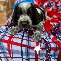 Boy 2 - English Springer Spaniel puppy in Swainsboro, Georgia from Sweet Georgia Springers