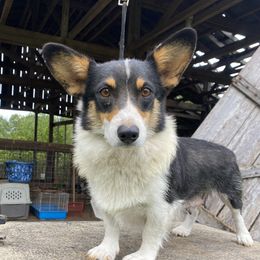 Minnie  - American Corgi